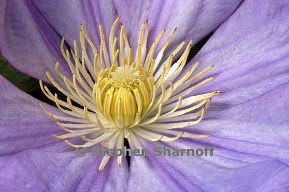 clematis 2 graphic
